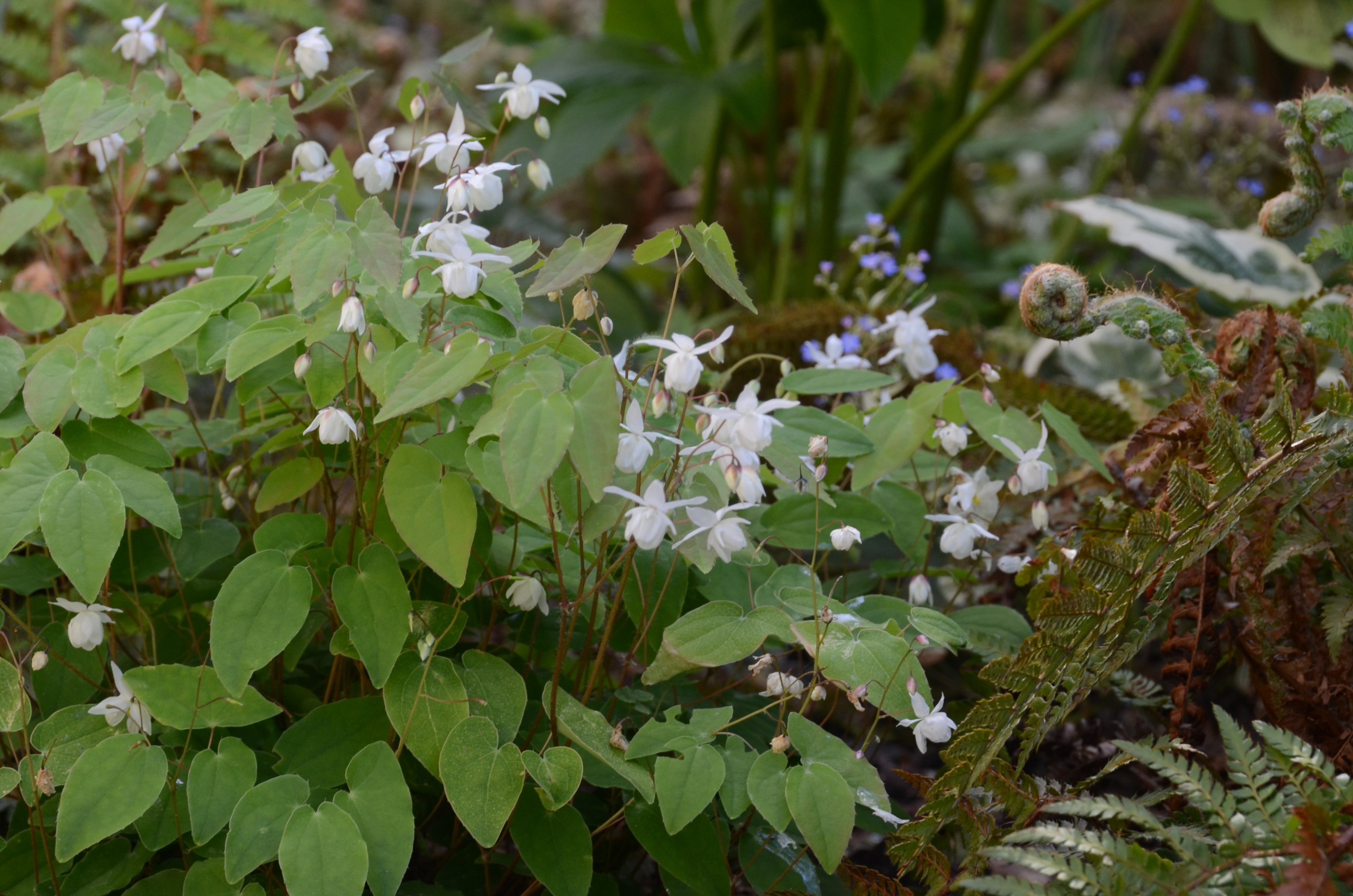 Anemone