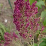 Salvia nemorosa 'Schwellenburg'