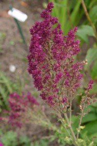 Salvia nemorosa 'Schwellenburg'