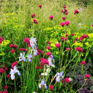 Species, groups or families of perennials