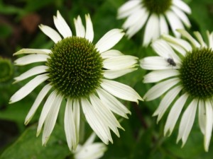 Echinacea 'Foxy Foxtrot'