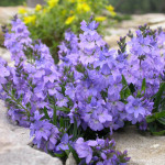 Veronica prostrata 'Blauspiegel'