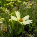 Coreopsis verticillata Moonbeam