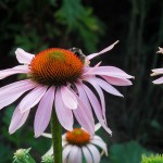 Echinacea purpurea Rubinstern