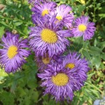 Erigeron Dominator