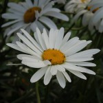 Leucanthemum x superbum Alaska