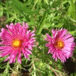 Symphyotrichum novae-angliae Harrington Pink