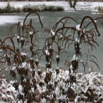 Veronicastrum virginicum