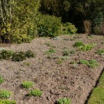 Establishing and caring for flowerbeds