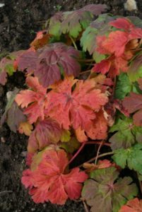 Geranium-macrorrhizum-´Ingversen´sVariety podzimni barva listu