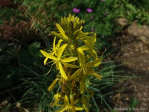 kopíčko žluté - Asphodeline lutea