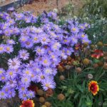 beautiful large-flowered aster knapweed (Aster amellus 'Silver') - Photo from the end of summer, so roundels and lavender are already overblown