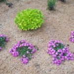 pink soapwort (Saponaria 'Bressingham') and golden oregano (Origanum vulgare 'Aureum') - asi photo 2-3 weeks after planting, Plants are only taken on