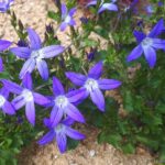 Dalmatian bellflower (Campanula portenschlagiana 'Resholt') - Ideal for hem patch