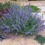 catnip (Nepeta ×faassenii 'Kit Cat') - One of the best cultivars, left dark spurge (Euphorbia polychroma 'Bonfire'), right back to Šlapák Mazus reptans - shortly after planting and it 'goes'