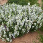 šalvěj hajní (Salvia nemorosa 'Sensation White') - tuberose compact cultivar from Syngenta, Unfortunately, after flowering cleans so well, jako 'snow hill'