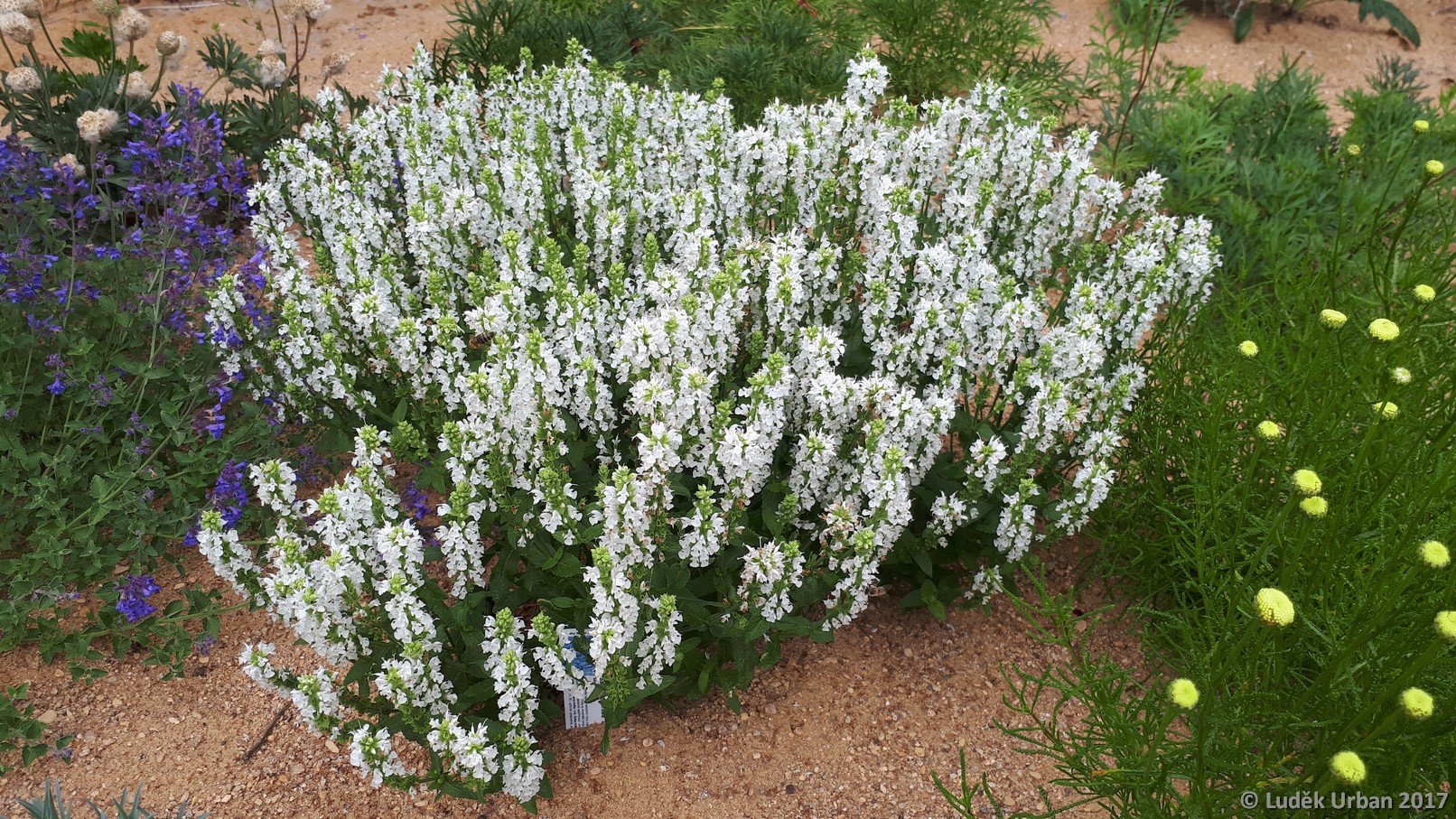 šalvěj hajní (Salvia nemorosa 'Sensation White') - tuberose compa...