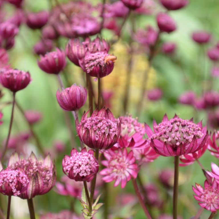 Astrantia Venice | Association of Czech perenářů