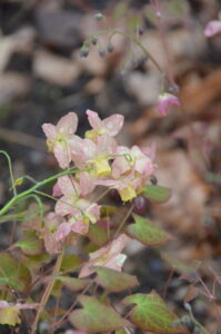 Epimedium × versicolor 'Cupreum'