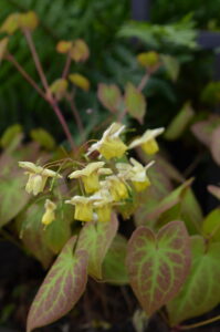 Epimedium × versicolor 'Sulphureum'