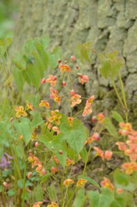 Epimedium × warleyense 'Orangekönigin'