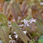 Epimedium