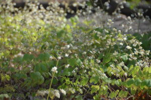 Epimedium pubigerum