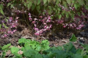Epimedium × rubrum