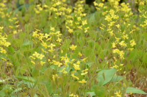 Epimedium pinnatum ssp. colchicum
